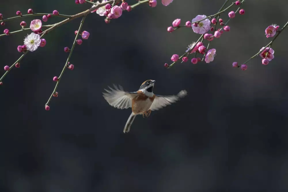诗意中国丨春色满园关不住